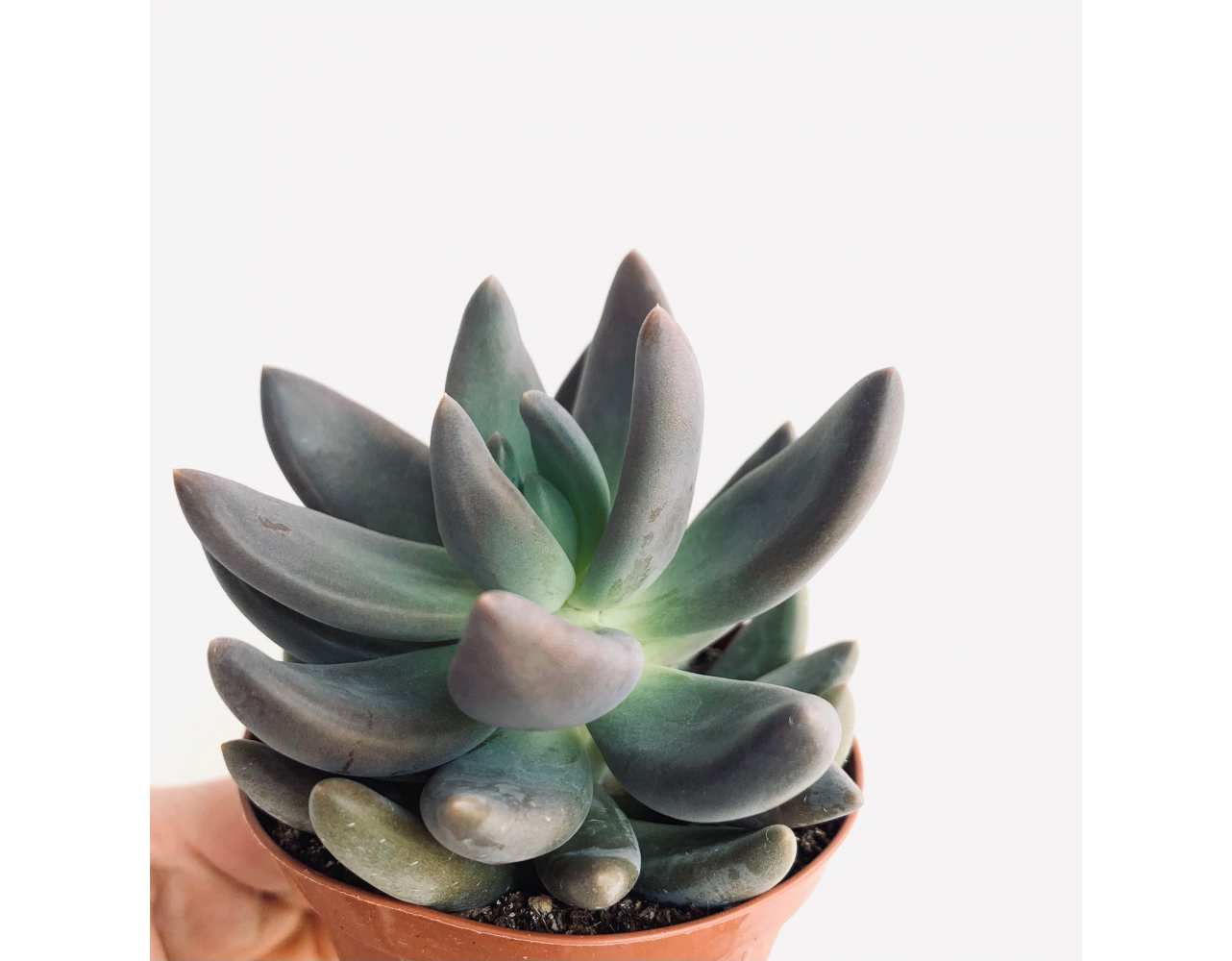 Pachyphytum bracteosum