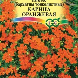 Бархатцы Карина оранжевая ООО МАСТЕРПЛАСТ - 8 (800) 301-9-201 +7 (862) 279-28-62 ПРОЕКТЫ ЛАНДШАФТНОГО ДИЗАЙНА И ИНЖЕНЕРНЫХ СЕТЕЙ. АВТОПОЛИВ, ВЕНТИЛЯЦИЯ, КОНДИЦИОНЕРЫ, ОТОПЛЕНИЕ, ЭЛЕКТРИКА, САНТЕХНИКА