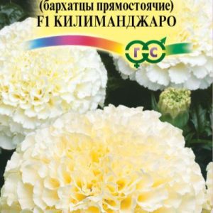 Бархатцы Килиманджаро ООО МАСТЕРПЛАСТ - 8 (800) 301-9-201 +7 (862) 279-28-62 ПРОЕКТЫ ЛАНДШАФТНОГО ДИЗАЙНА И ИНЖЕНЕРНЫХ СЕТЕЙ. АВТОПОЛИВ, ВЕНТИЛЯЦИЯ, КОНДИЦИОНЕРЫ, ОТОПЛЕНИЕ, ЭЛЕКТРИКА, САНТЕХНИКА