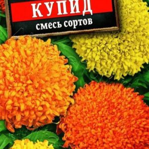 Бархатцы Купид ООО МАСТЕРПЛАСТ - 8 (800) 301-9-201 +7 (862) 279-28-62 ПРОЕКТЫ ЛАНДШАФТНОГО ДИЗАЙНА И ИНЖЕНЕРНЫХ СЕТЕЙ. АВТОПОЛИВ, ВЕНТИЛЯЦИЯ, КОНДИЦИОНЕРЫ, ОТОПЛЕНИЕ, ЭЛЕКТРИКА, САНТЕХНИКА