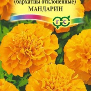 Бархатцы Мандарин ООО МАСТЕРПЛАСТ - 8 (800) 301-9-201 +7 (862) 279-28-62 ПРОЕКТЫ ЛАНДШАФТНОГО ДИЗАЙНА И ИНЖЕНЕРНЫХ СЕТЕЙ. АВТОПОЛИВ, ВЕНТИЛЯЦИЯ, КОНДИЦИОНЕРЫ, ОТОПЛЕНИЕ, ЭЛЕКТРИКА, САНТЕХНИКА