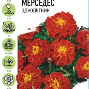 Бархатцы Мерседес ООО МАСТЕРПЛАСТ - 8 (800) 301-9-201 +7 (862) 279-28-62 ПРОЕКТЫ ЛАНДШАФТНОГО ДИЗАЙНА И ИНЖЕНЕРНЫХ СЕТЕЙ. АВТОПОЛИВ, ВЕНТИЛЯЦИЯ, КОНДИЦИОНЕРЫ, ОТОПЛЕНИЕ, ЭЛЕКТРИКА, САНТЕХНИКА