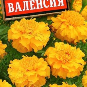 Бархатцы Валенсия ООО МАСТЕРПЛАСТ - 8 (800) 301-9-201 +7 (862) 279-28-62 ПРОЕКТЫ ЛАНДШАФТНОГО ДИЗАЙНА И ИНЖЕНЕРНЫХ СЕТЕЙ. АВТОПОЛИВ, ВЕНТИЛЯЦИЯ, КОНДИЦИОНЕРЫ, ОТОПЛЕНИЕ, ЭЛЕКТРИКА, САНТЕХНИКА