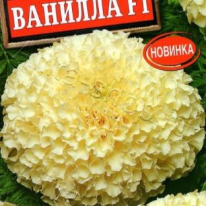 Бархатцы Ванилла ООО МАСТЕРПЛАСТ - 8 (800) 301-9-201 +7 (862) 279-28-62 ПРОЕКТЫ ЛАНДШАФТНОГО ДИЗАЙНА И ИНЖЕНЕРНЫХ СЕТЕЙ. АВТОПОЛИВ, ВЕНТИЛЯЦИЯ, КОНДИЦИОНЕРЫ, ОТОПЛЕНИЕ, ЭЛЕКТРИКА, САНТЕХНИКА