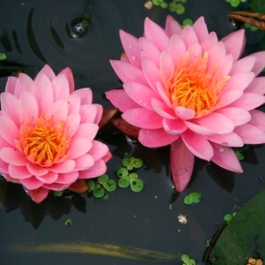 Кувшинка Американскя Звезда (Nymphaea American Star) для пруда | Купить водный Nymphaea Marliacea Carnea в интернет магазине в Москве ООО МАСТЕРПЛАСТ - 8 (800) 301-9-201 +7 (862) 279-28-62 ПРОЕКТЫ ЛАНДШАФТНОГО ДИЗАЙНА И ИНЖЕНЕРНЫХ СЕТЕЙ. АВТОПОЛИВ, ВЕНТИЛЯЦИЯ, КОНДИЦИОНЕРЫ, ОТОПЛЕНИЕ, ЭЛЕКТРИКА, САНТЕХНИКА