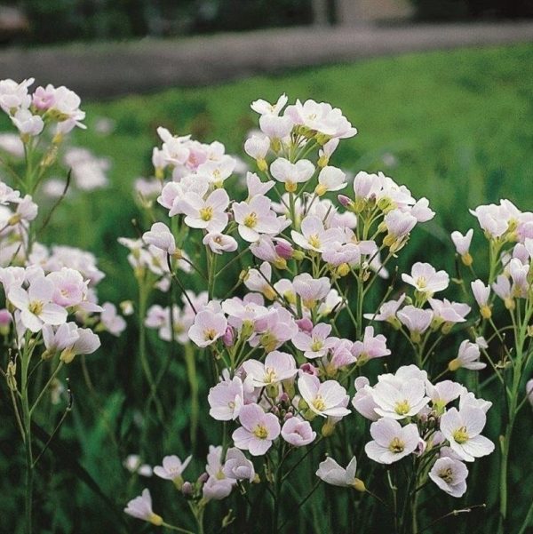 Сердечник луговой для пруда | Купить водный Cardamine pratensis в интернет магазине в Москве ООО МАСТЕРПЛАСТ - 8 (800) 301-9-201 +7 (862) 279-28-62 ПРОЕКТЫ ЛАНДШАФТНОГО ДИЗАЙНА И ИНЖЕНЕРНЫХ СЕТЕЙ. АВТОПОЛИВ, ВЕНТИЛЯЦИЯ, КОНДИЦИОНЕРЫ, ОТОПЛЕНИЕ, ЭЛЕКТРИКА, САНТЕХНИКА